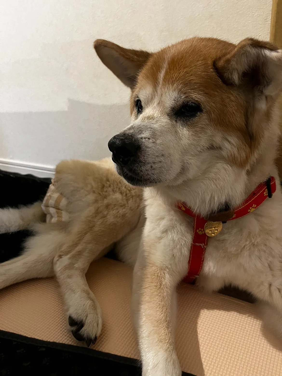 年を重ねて老犬になった愛犬のお悩みなどは老犬に寄り添うヒーリングケアへ