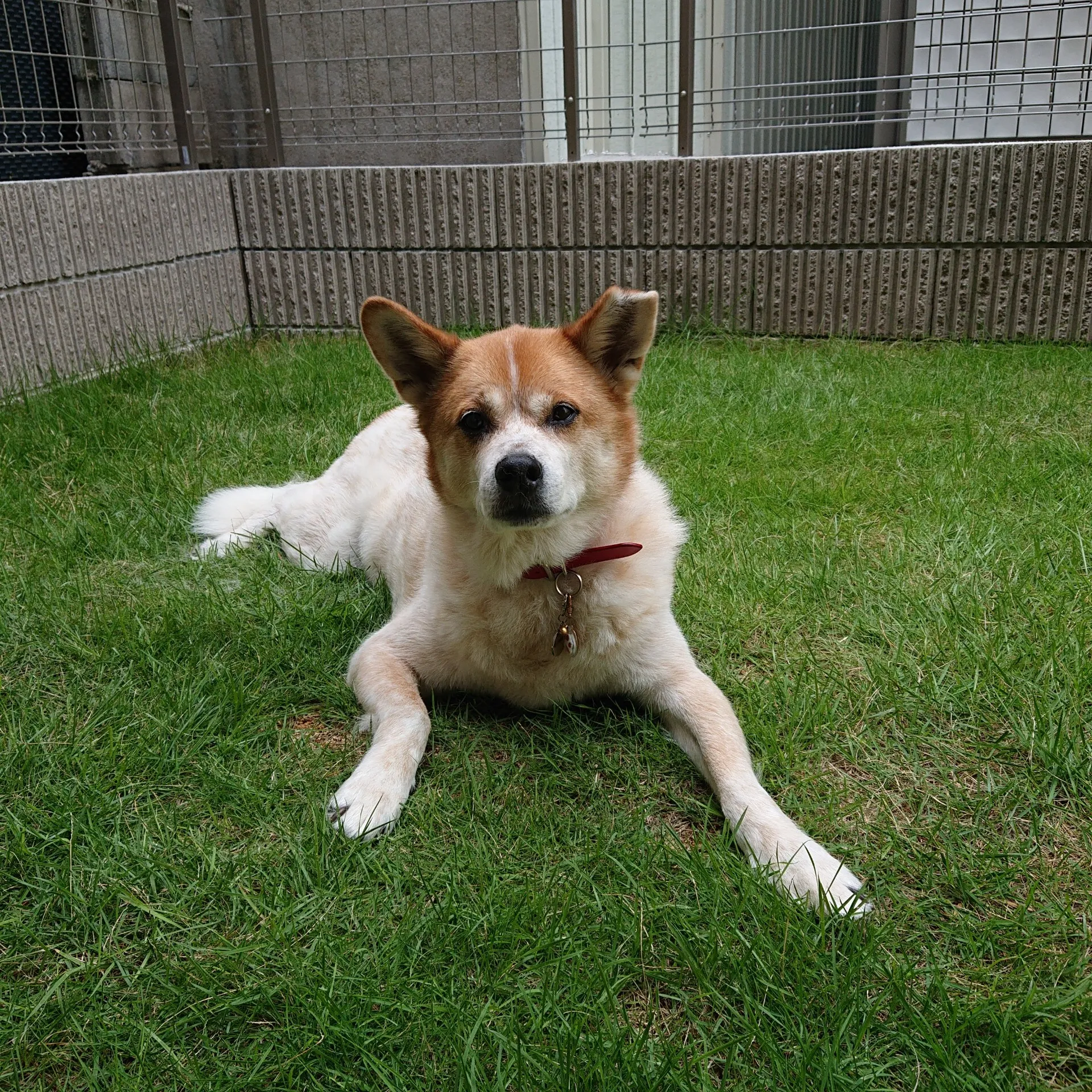 老犬になっていく過程でできることは・・老犬に寄り添うヒーリングケアへ