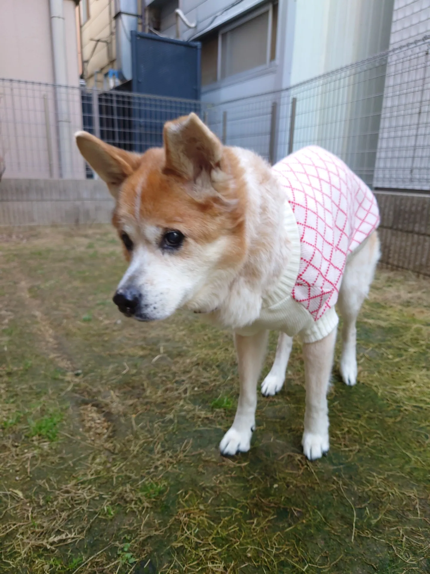 老いと優しく付き合う。真っ直ぐ歩ける時間を増やせた・・老犬に寄り添うヒーリングケアへ