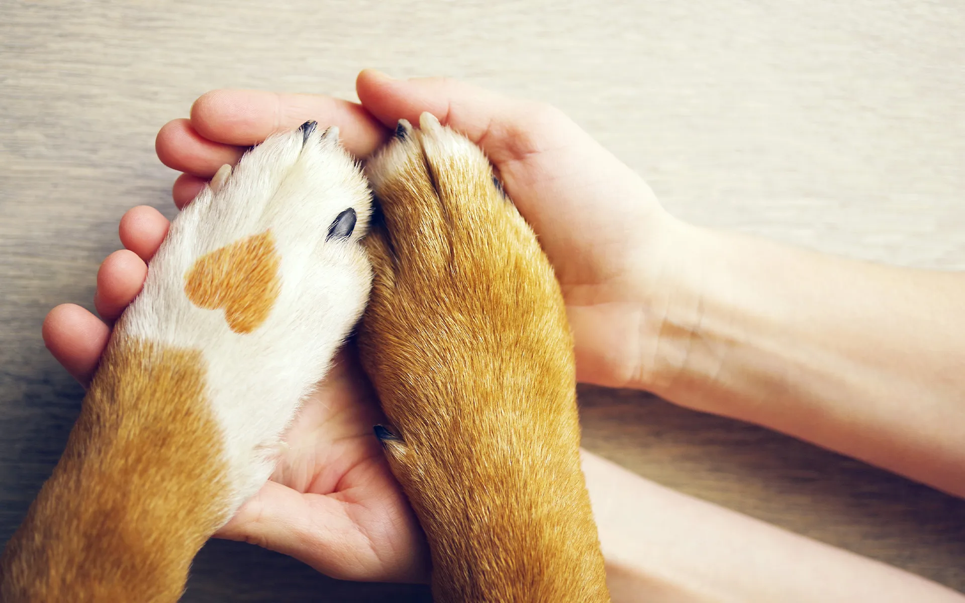 老犬に寄り添うヒーリングケア